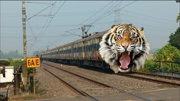 Dangerous TIGER Headed MEMU Express Furious Moving Throughout At Railgate 