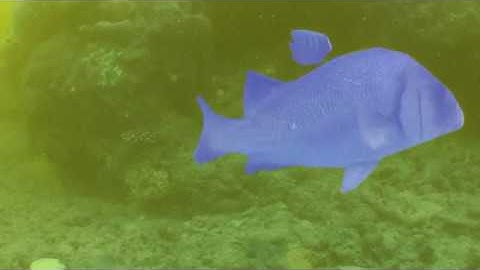 jcu fish segmentation step10 310