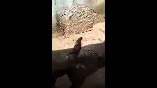 Bad rooster fight with dog ?????