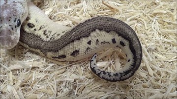 1 2020 Male Pewter Clown Ball Python