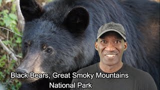 Black bears in Great Smoky Mountains National Park