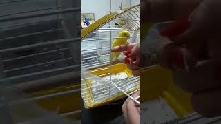 #parrot #cockatielsinging #cockatielsing #cute #cockatiel #cockatielsound #birds #cockatielbird #pet