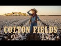 Cotton Fields Creedence Clearwater Revival Classic Country Cover Golden Country Vibes mp3