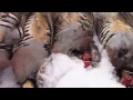 THE PURSUIT - Nevada Chukar Hunting