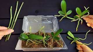 видео: Старый пластиковый контейнер? Сухой мох! Размножайте орхидеи самым простым способом в мире. картинка: Старый пластиковый контейнер? Сухой мох! Размножайте орхидеи самым простым способом в мире.