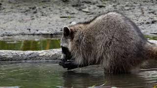 Wildlife of Alabama - Pioneer Park