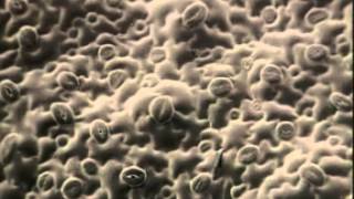 Leaf Structure, Chloroplasts And Specialised Plant Cells