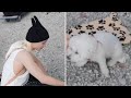 “Fans Speechless! Felix Stray Kids’ Gentle Side with a Puppy Will Melt Your Heart ❤️🐶”