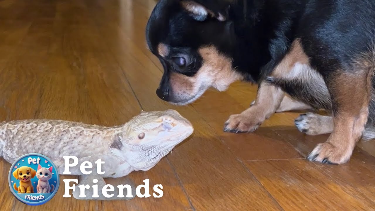 When Your Dog Decides a Lizard Is Her Baby 🐶🦎🤣 - YouTube