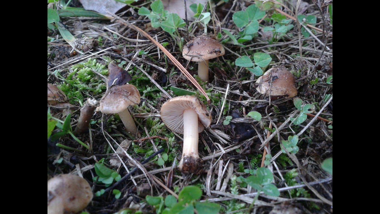 Inocybe leiocephala