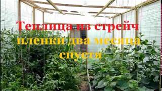 картинка: Теплица из стрейч пленки два месяца спустя