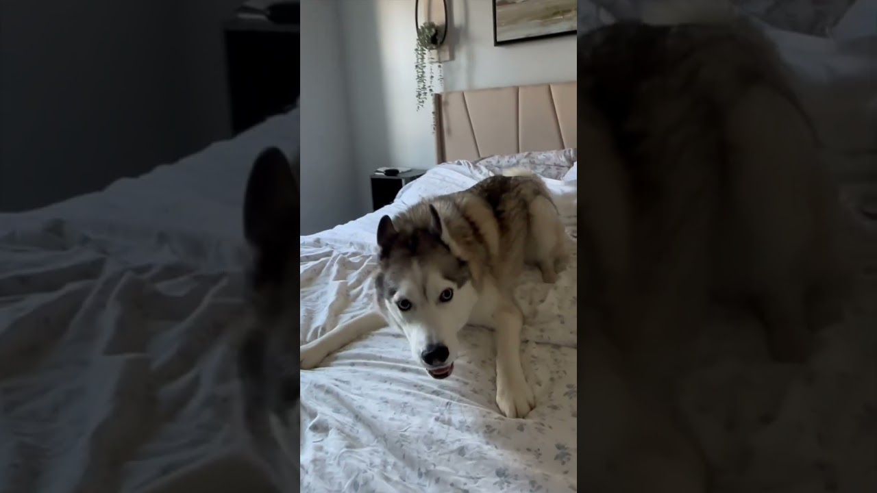 Timber's husky tantrum part 2. 