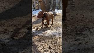 Bull In A China Shop