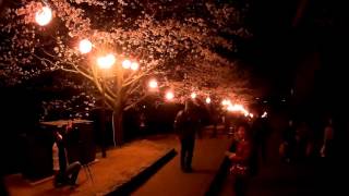 2016 0329 熊本城夜櫻步道 1