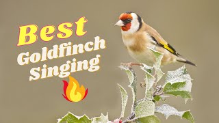 Goldfinch bird,Goldfinch Bird Extravaganza ,تغريد طائر الحسون في القمة