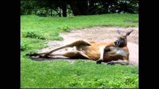Fešáci - Do austrálie