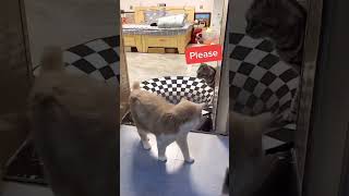 NOaDs #cat #Virel short ♥️♥️♥️🌹💘#vimal #catvideos #pets  lover ❤️❤️🌹#Billu short 👍😸😺😸😸🌹🌹🌹