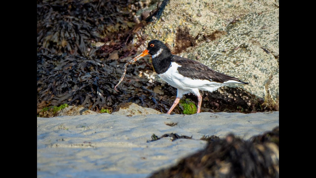 Le chant de l'Huîtrier pie - Eurasian Oystercatcher singing 