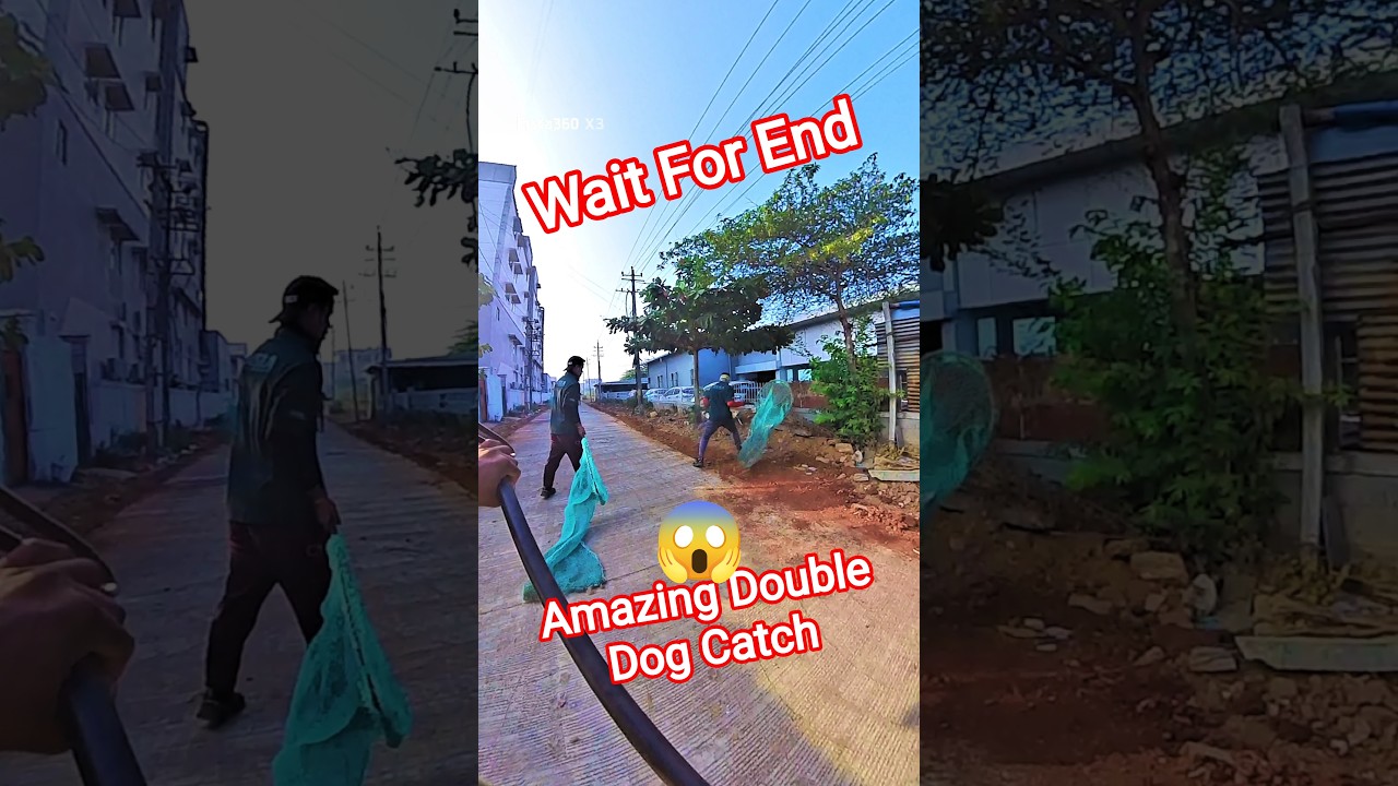 Amazing Double Dog Catch Trailer 