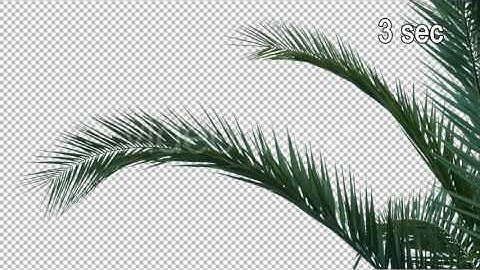 Real Palm Tree Close up Branch with Alpha Channel