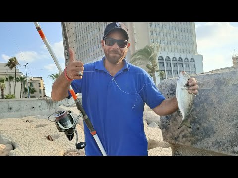 تقنيات صيد سمك الدنيس و الطعم المستخدم