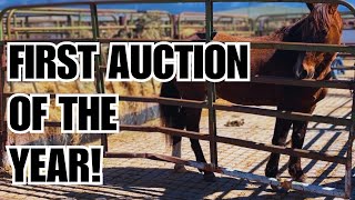 Will I find what I'm looking for at this HORSE AUCTION?!