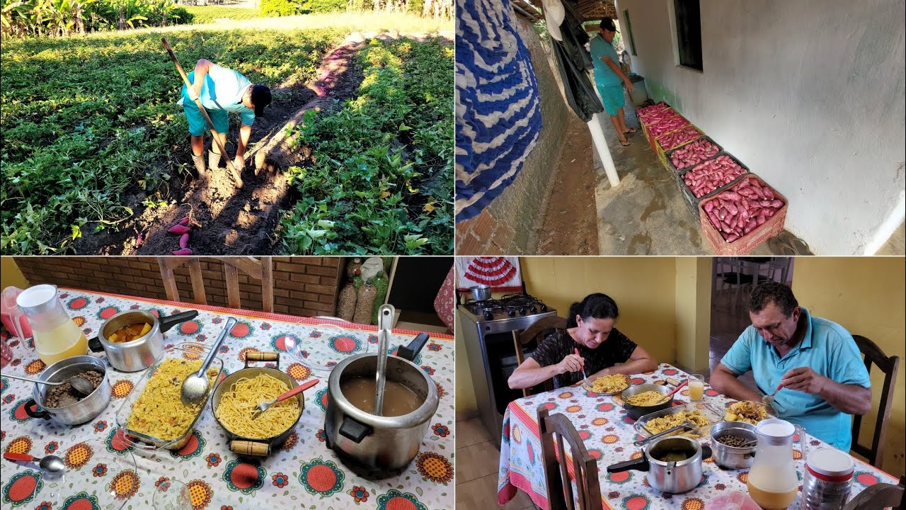 ÚLTIMA COLHEITA DE BATATA DE 2025 + OLHA O QUE EU PREPAREI 