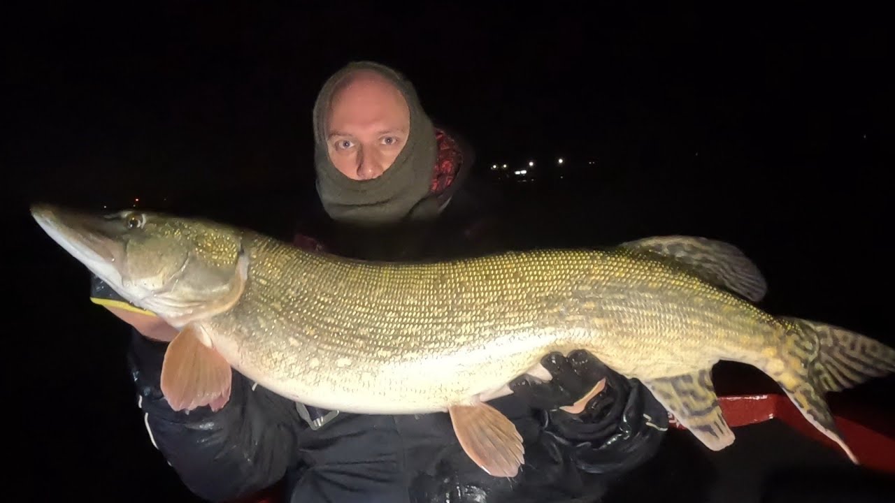 Magic Pelagic : mijn beste sessie ooit  met meerdere metervissen Pelagisch vissen