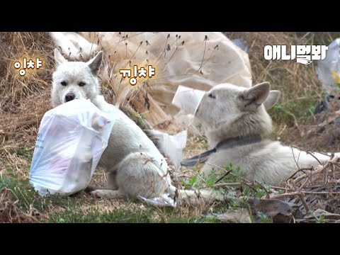 대반전 낮 생활🙊ㅣBaekgu Rummaging <strong>Trash</strong>.. Took Her to a Hospital And