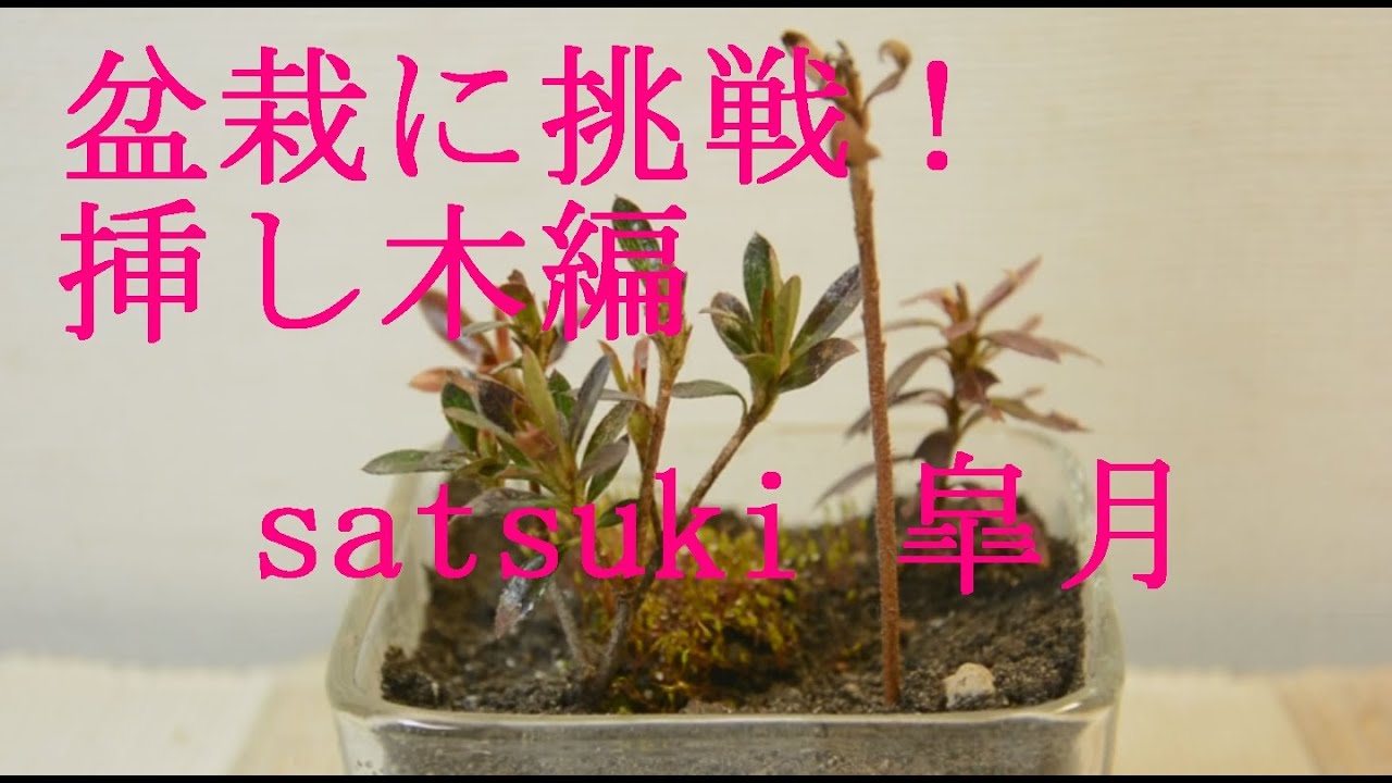 Bonsai Satsuki 皐月の盆栽を楽しむ 挿し木で増やします Youtube