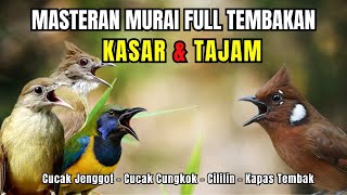 Masteran FULL Tembakan KASAR dan Tajam Kapas Tembak, Cililin, Cucak Jenggot, Cucak Cungkok