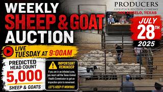 Producers Livestock Auction | 5,000 Head Sheep & Goat Sale — 7/28/26