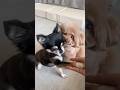 自分の順番ではないのに、必死にアピールするトイプードル#dog #cutedog #puppy