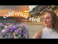 How I Spent My Summer Vacation in California