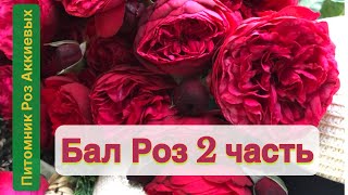 Цветение Роз , Крым , мой сад #розы #rosé #roses