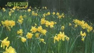 Daffodil Growth Time Lapse - SIX MONTHS TOTAL