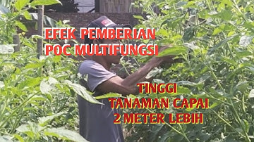 TINGGI TANAMAN TOMAT CAPAI 2 METER LEBIH@tanitjchannel2548 #viral
