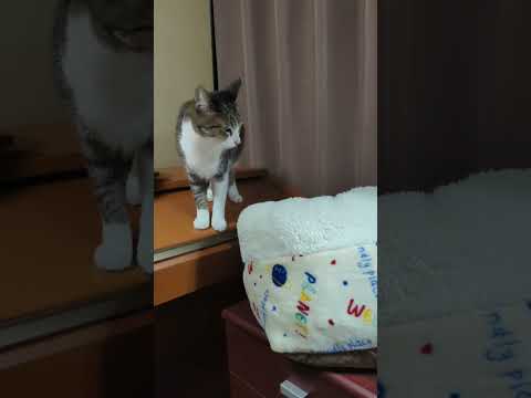 どうする猫するチルする？