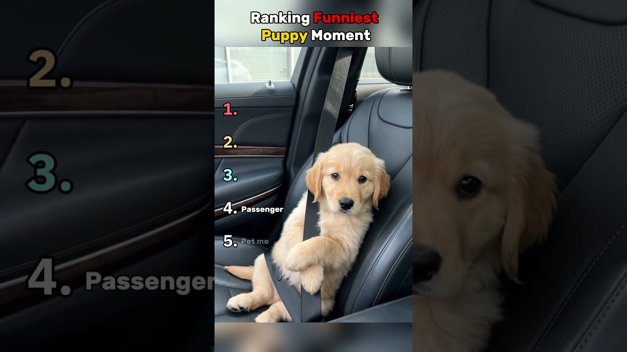 Ranking the funniest puppy moments ever! 🐶😂 #puppy #funny #dogsoftiktok