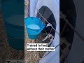What really happens to calves born on dairy farms 💔