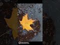 Fall shows us how beautiful it is to let things go. #dtoakville #fall #musafir #canada #fall