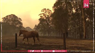 Estimated 3 Billion Animals Affected By Australia Bushfires