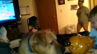 Buddy And Klb Screaming At Bubbles