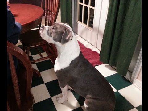 Django 104lbs American Pitbull running with a 35lbs dumbbell