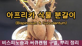 파키포디움 식물의 뿌리 정리와 종 구별법, 특이한 식물, 아프리카 식물 분갈이, 아름다운 식물, Pachypodiumbispinosum, Pachypodiumsucculentum