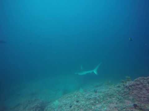 Galapagos Shark - La Gringa, Malpelo, Colombia - August 2016