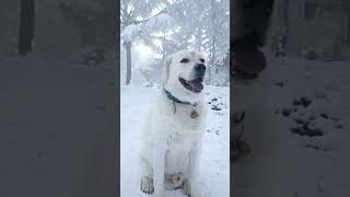 #dog#snow #funny #puppy #comedy #shorts #love #funnyvideos#tamil#animals #anna#trending#status
