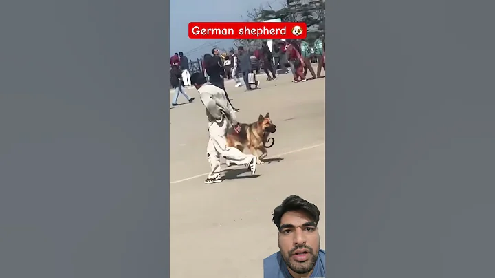 Running Dog 🐶 #puppy #labrador #bulldog #doglife #mastiff #goldenret#funny #pets #goldenretriever