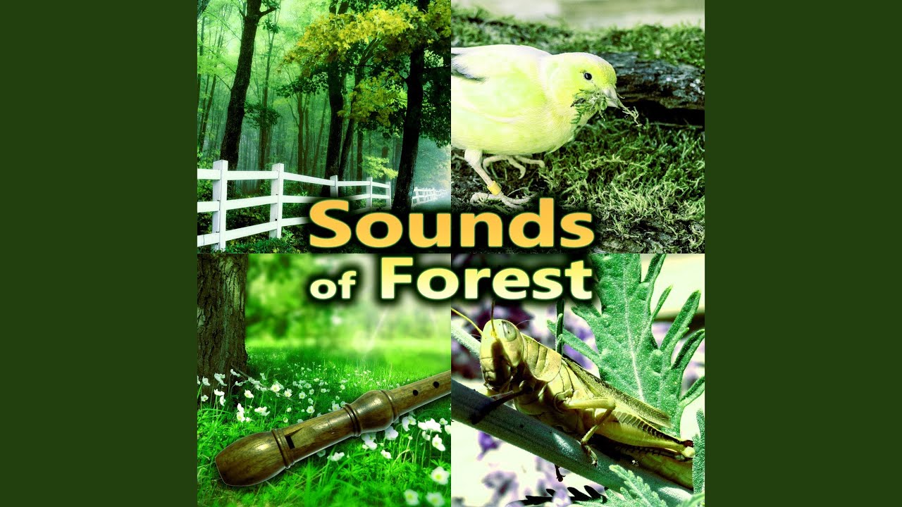 Sounds of Forest