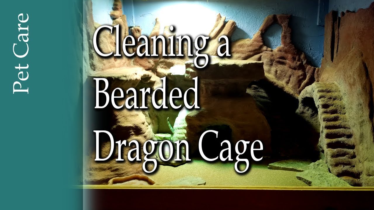Cleaning Bearded Dragon Cage YouTube